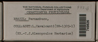 Ceratiomyxa fruticulosa var. fruticulosa image